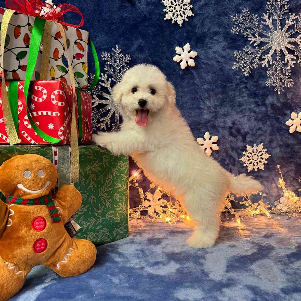 carousel pet images
