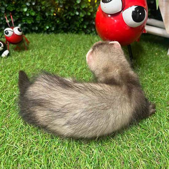 Ferret