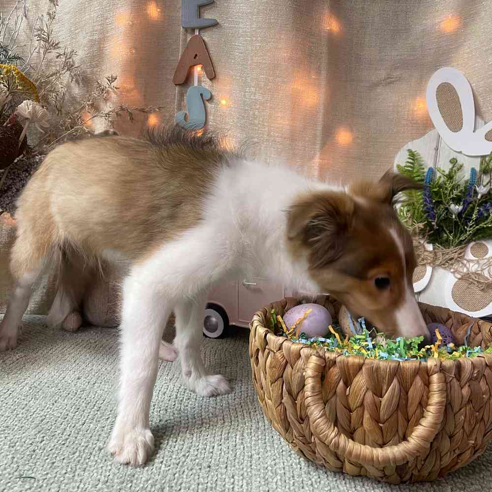 carousel pet images