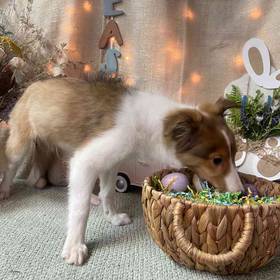 Shetland Sheepdog