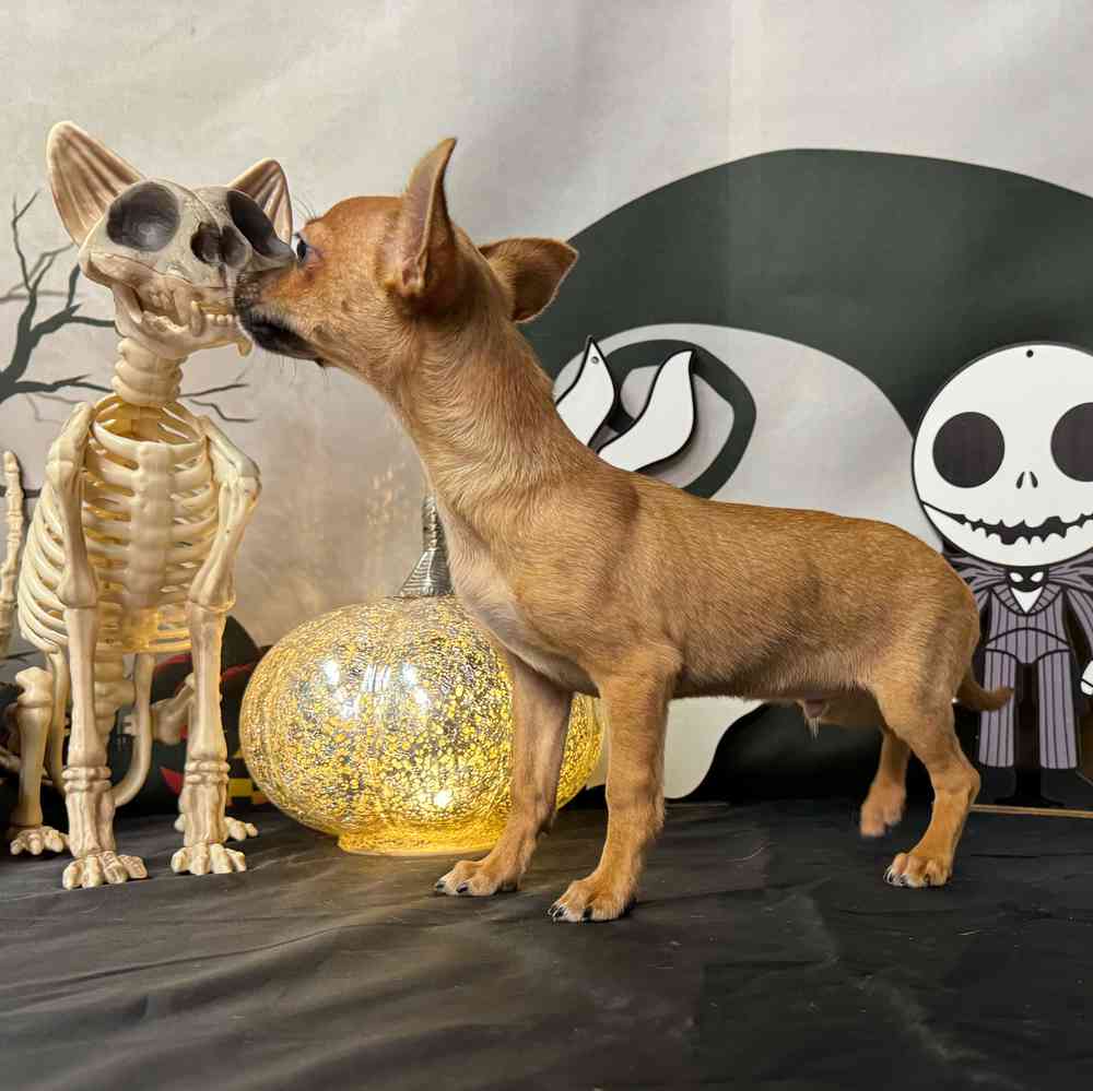 carousel pet images