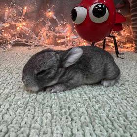 Flemish Giant Mix