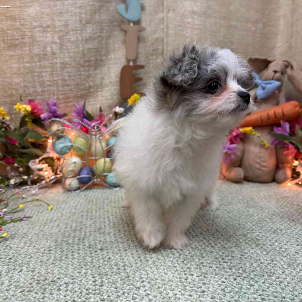 carousel pet images