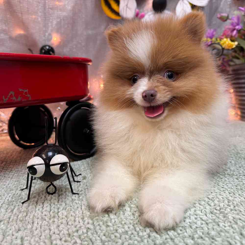 carousel pet images