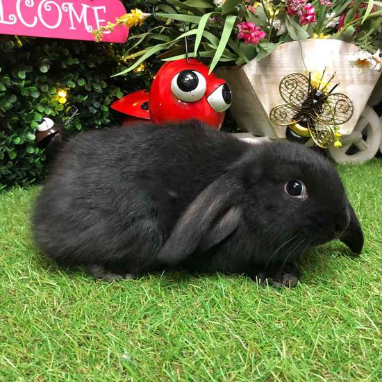 Flemish Giant Holland Lop Mix