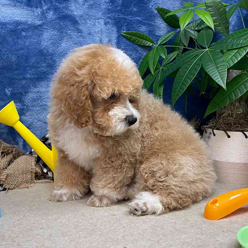 carousel pet images