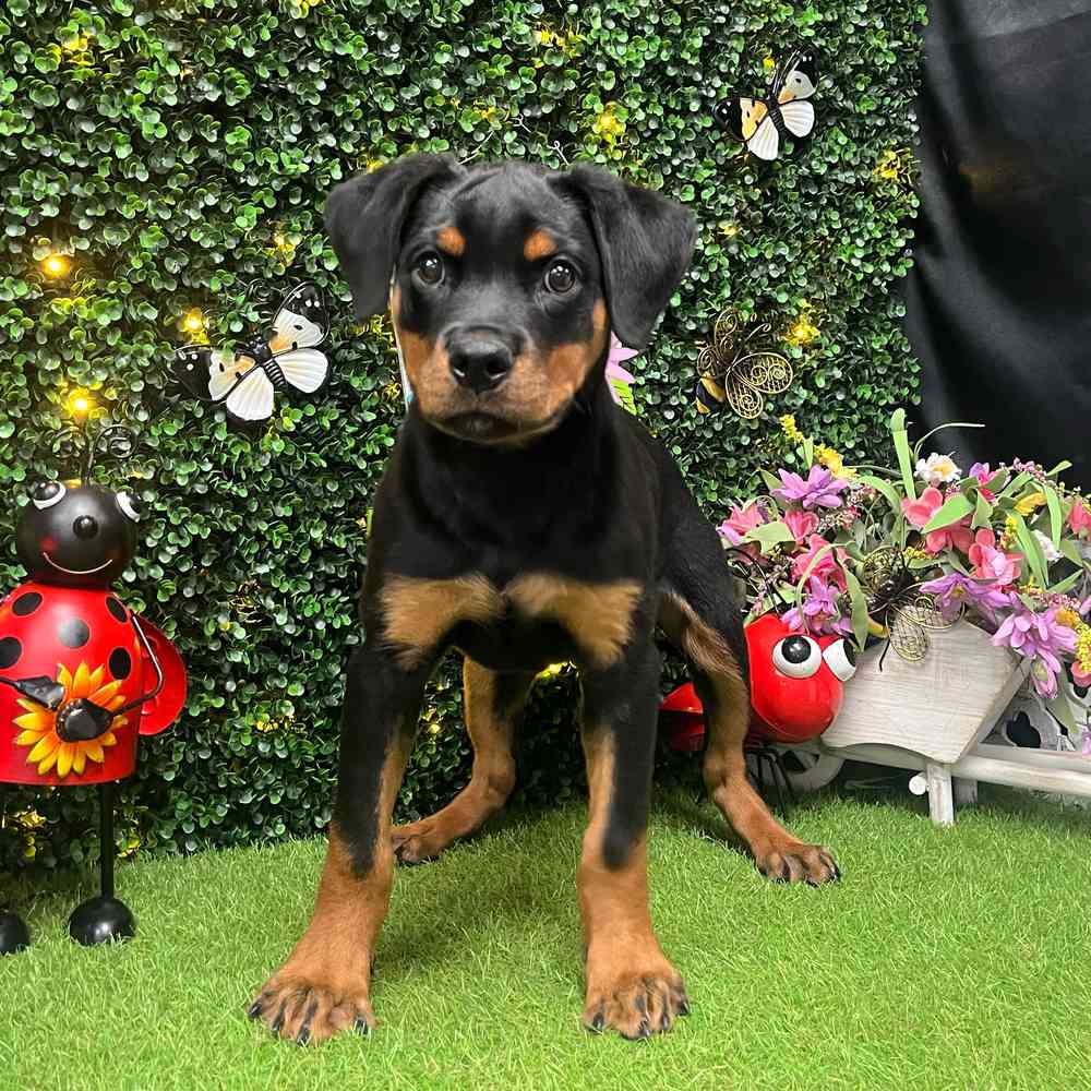 carousel pet images