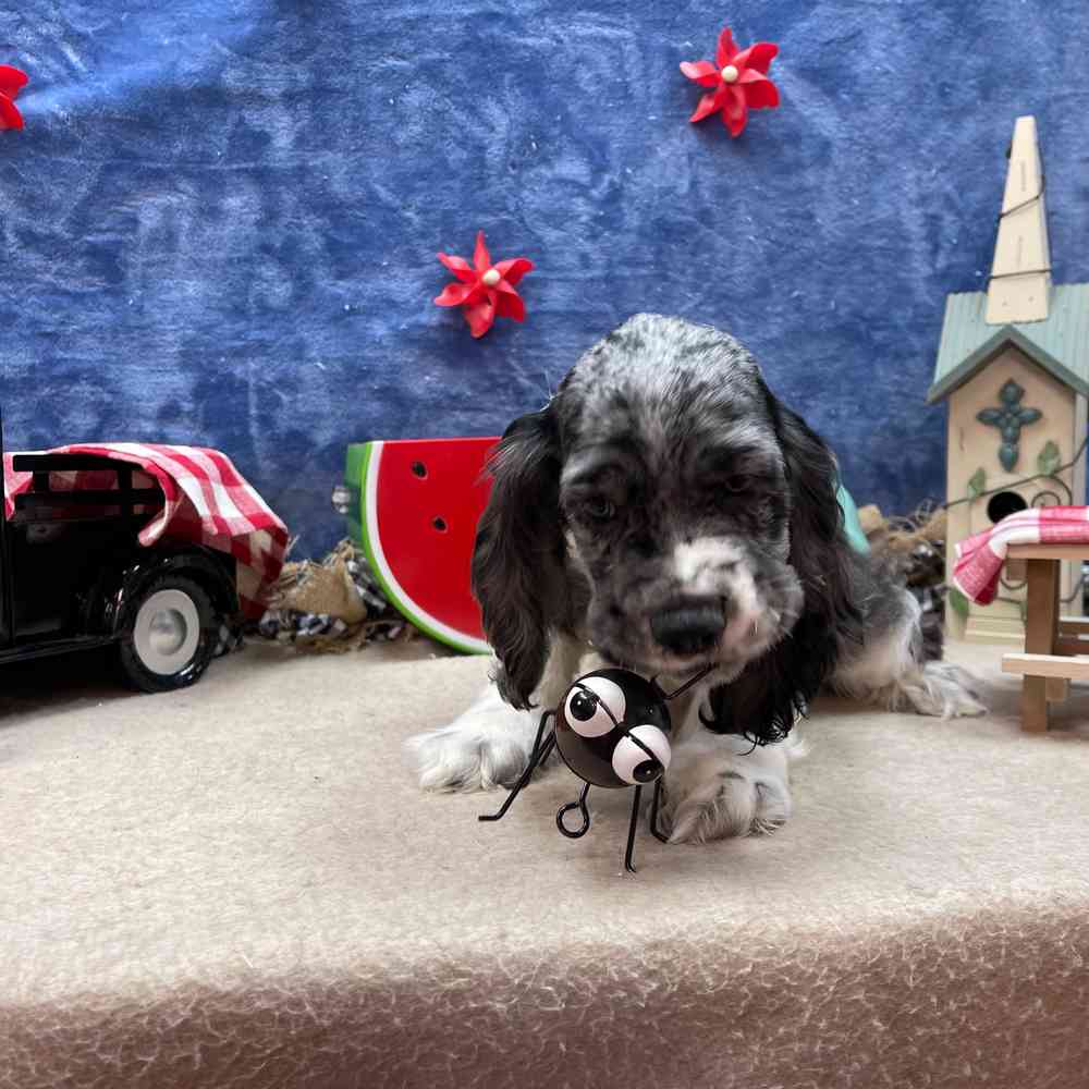 carousel pet images
