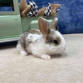 Flemish Giant Mix