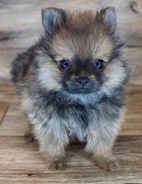 Pomeranian