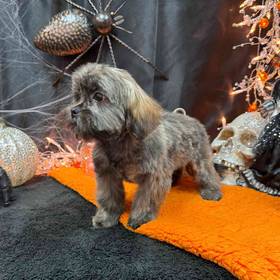 Shorkie