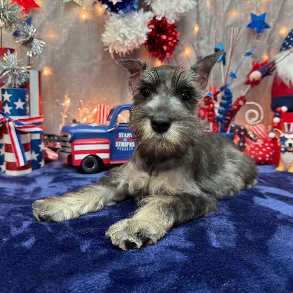 Image of a pet breed in the gallery