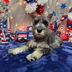 Mini Schnauzer