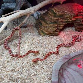 Anery Sunkissed Corn Snake