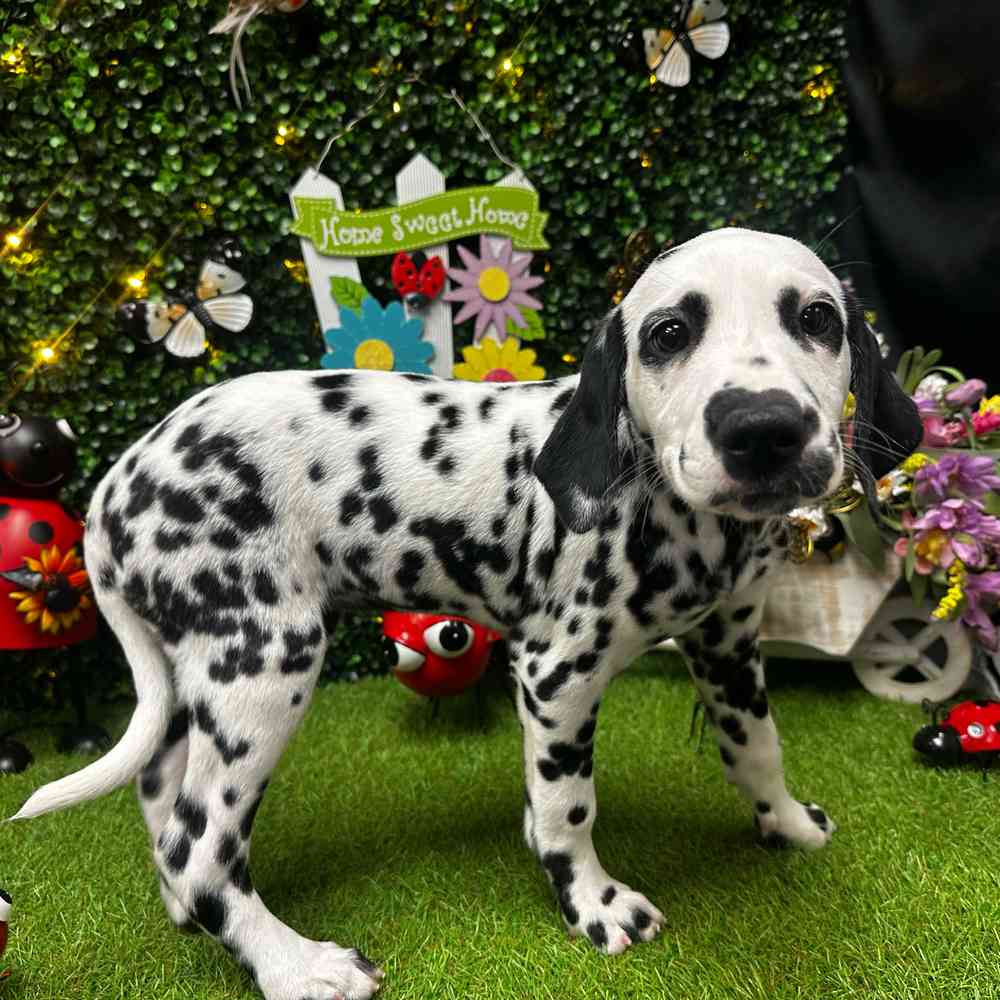 Image of a pet breed in the gallery