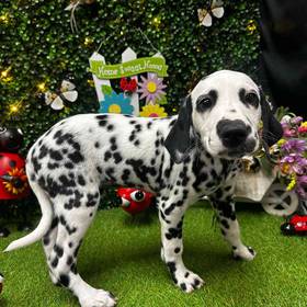 Dalmatian