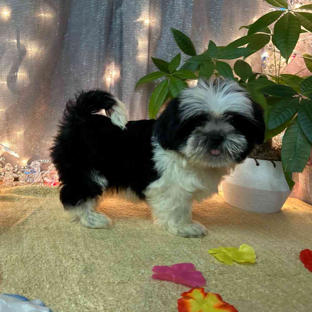 carousel pet images