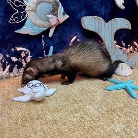 Ferret