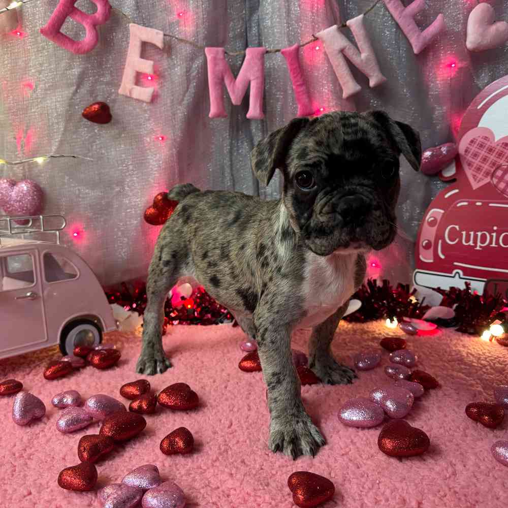 carousel pet images