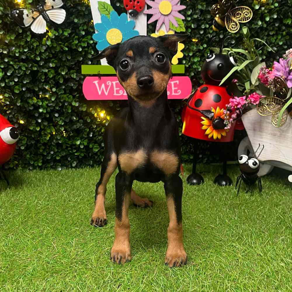Image of a pet breed in the gallery