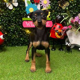 Min Pin