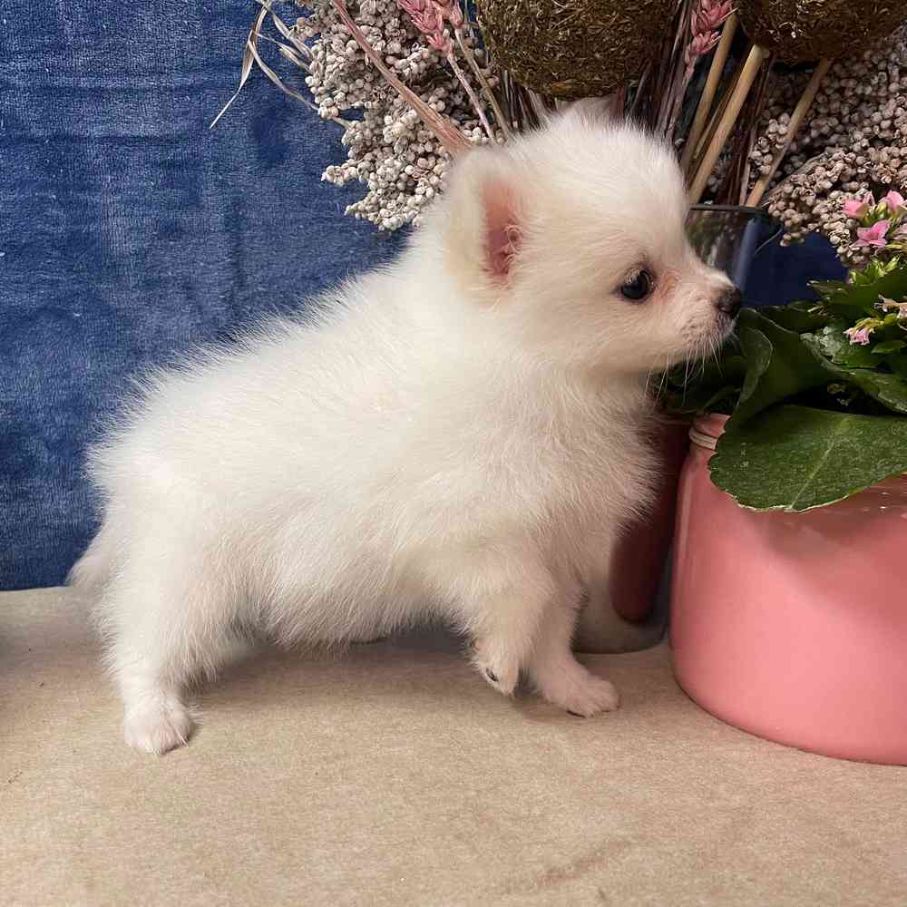 carousel pet images