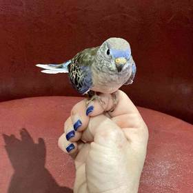 Bronze Bourke Parakeet