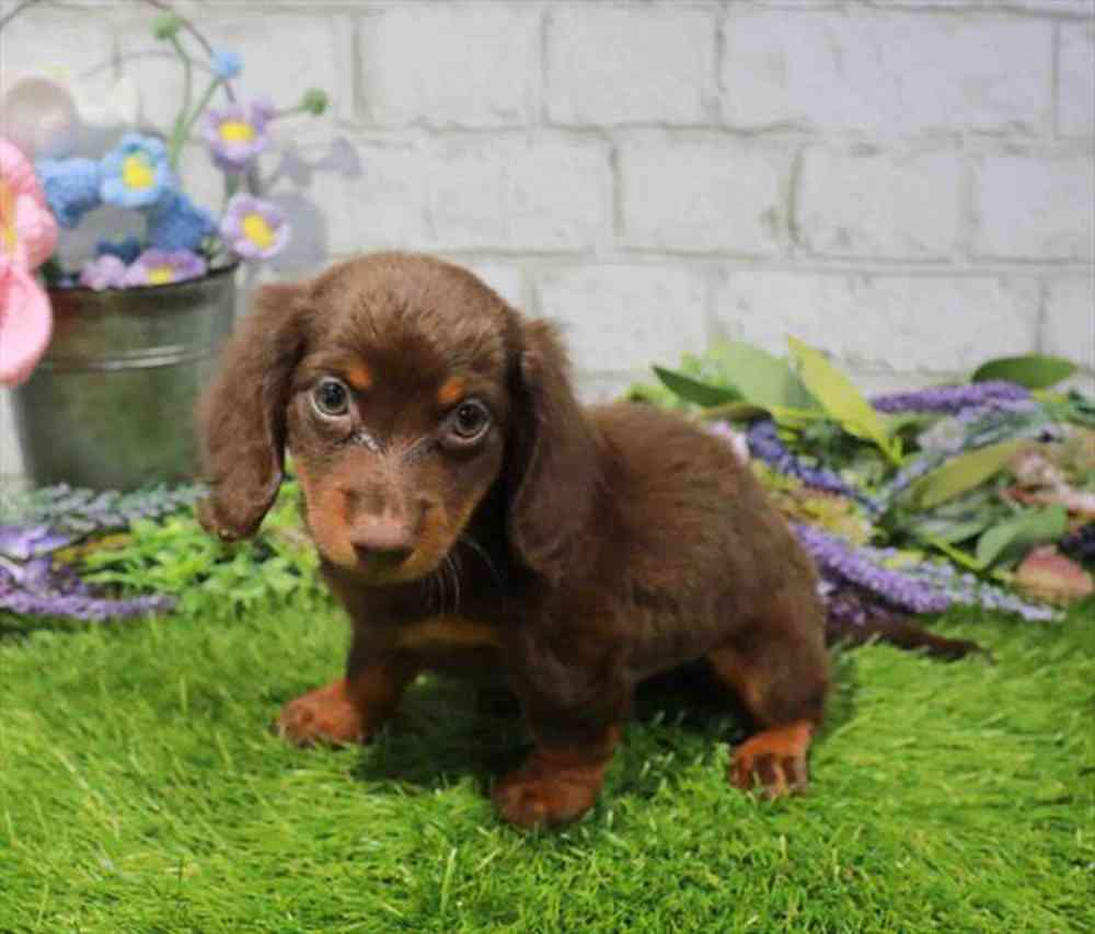 carousel pet images