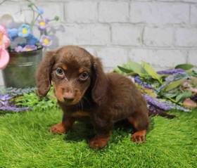 Dachshund