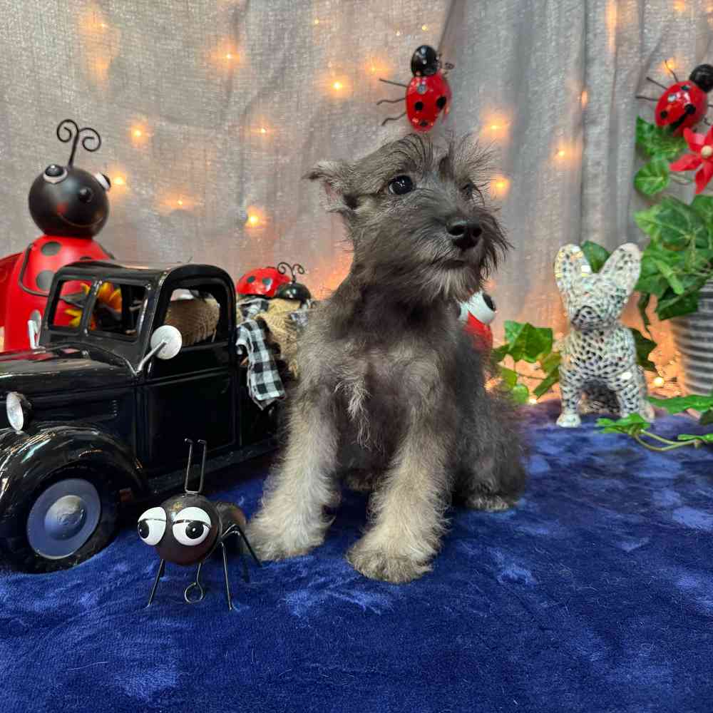 carousel pet images