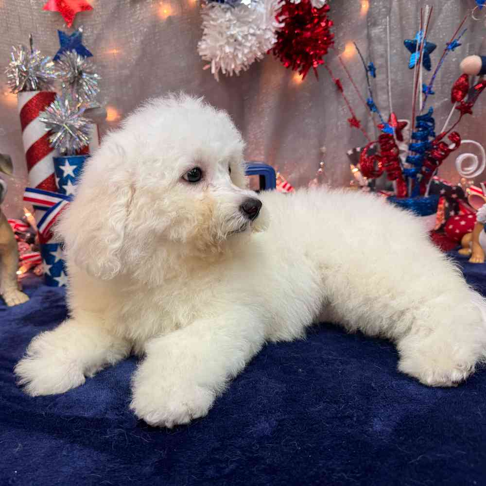 carousel pet images