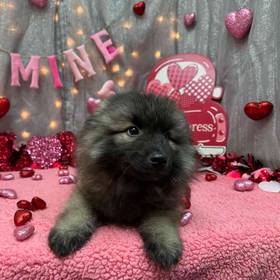 Keeshond