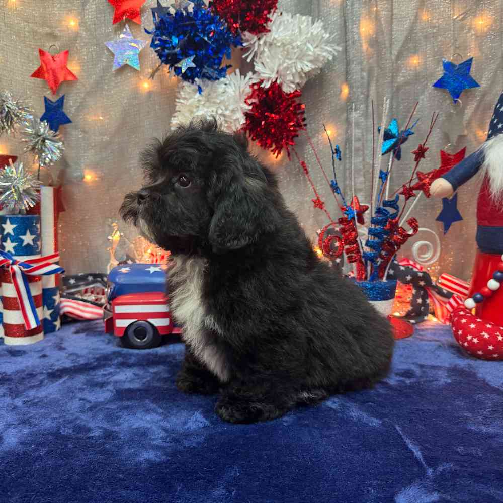 carousel pet images