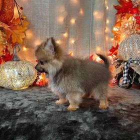 PomChi