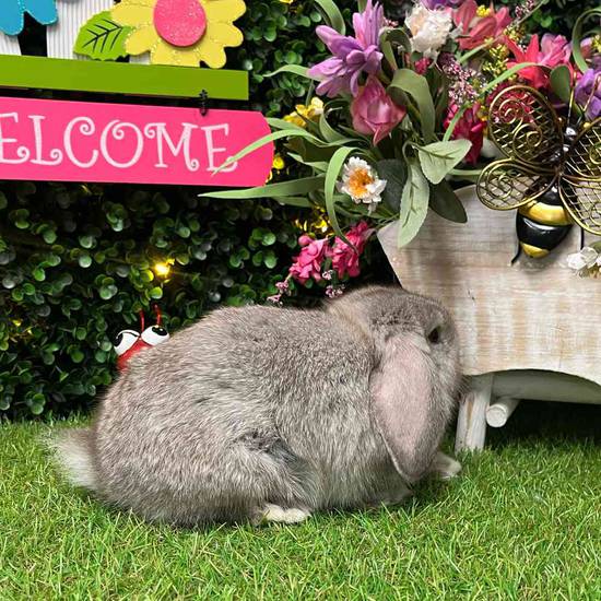 Holland Lop
