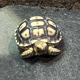 Sulcata Tortoise