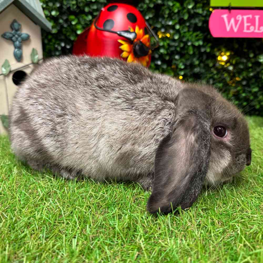 carousel pet images
