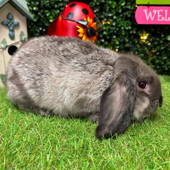Lop Ear Rabbit