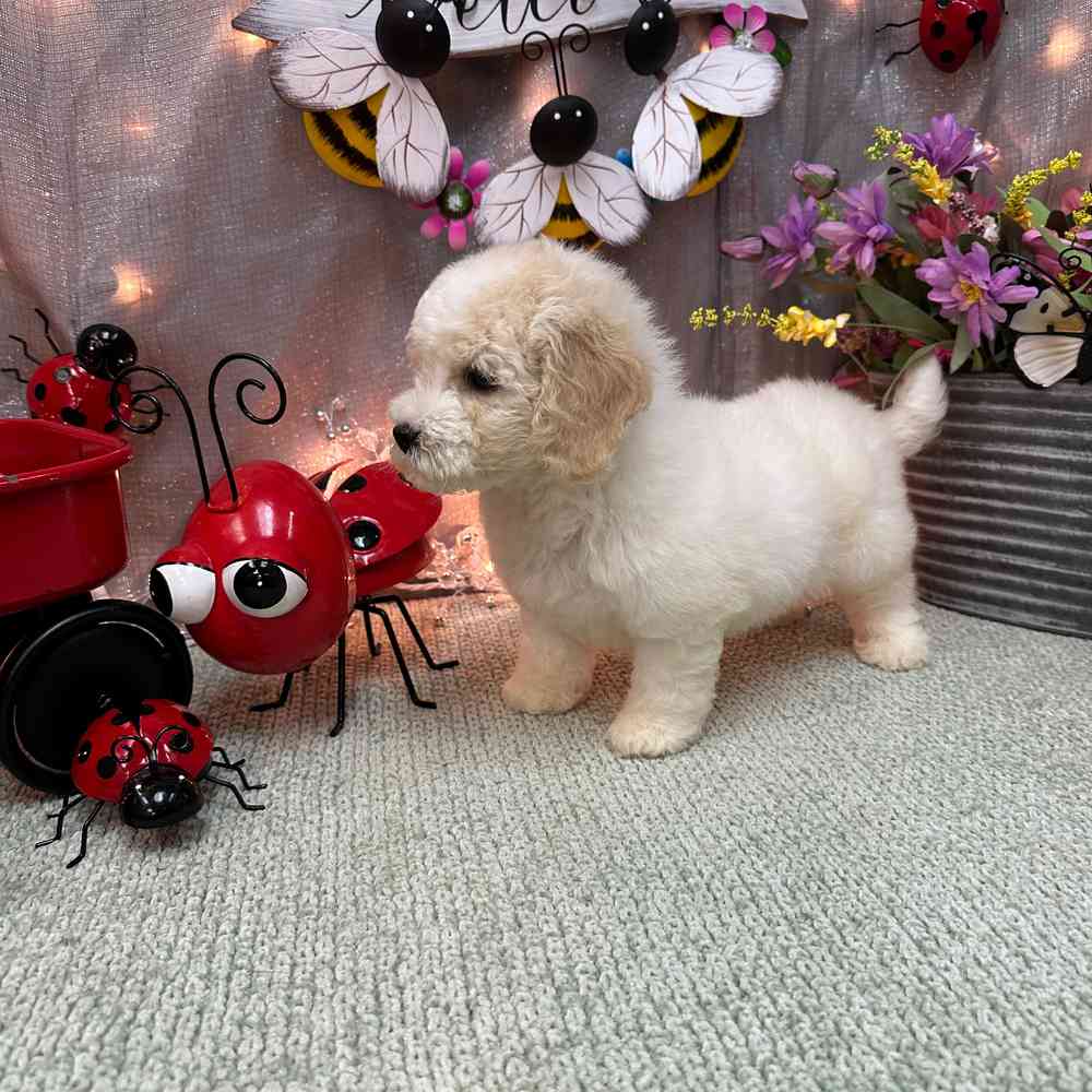 carousel pet images
