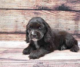 Cocker Spaniel