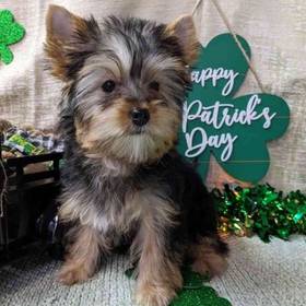 Yorkshire Terrier