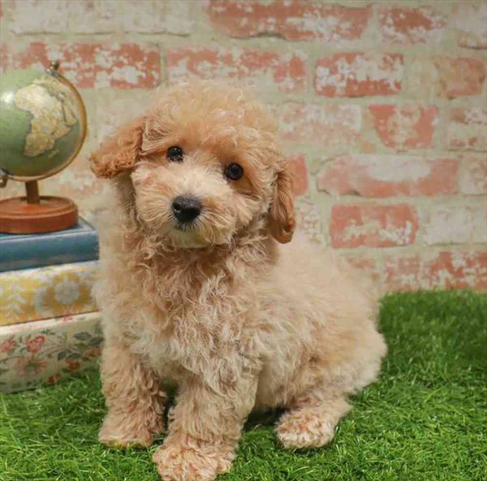 carousel pet images