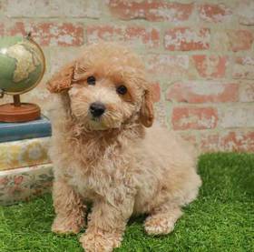 Miniature Goldendoodle