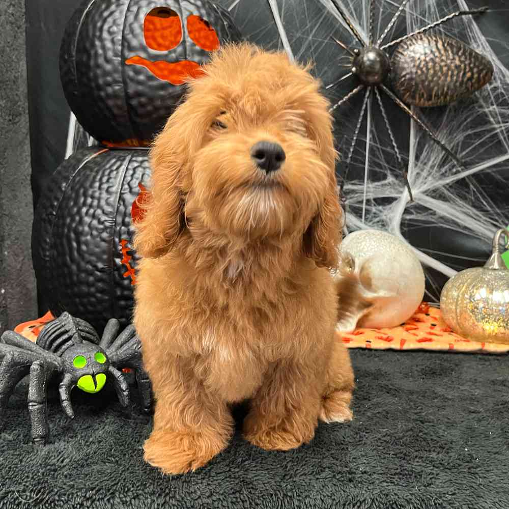 carousel pet images
