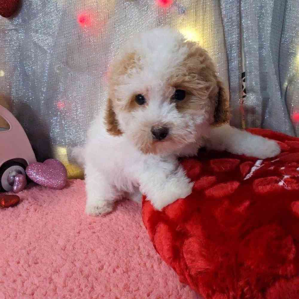 carousel pet images