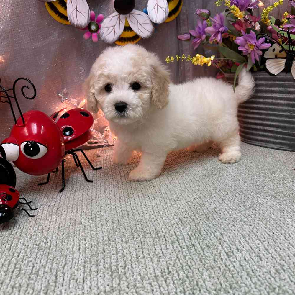 carousel pet images