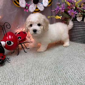 Bichon