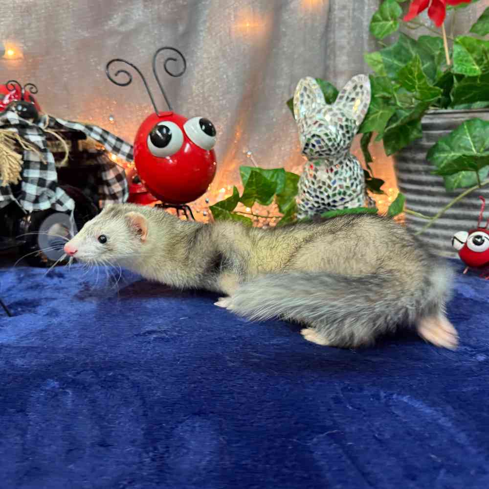 carousel pet images