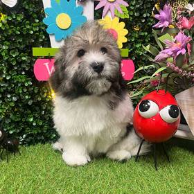 Havanese