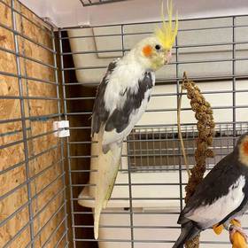 Cockatiel